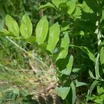 Polygonatum multiflorumFlower