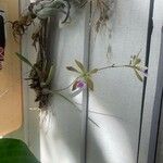 Encyclia tampensis Hoja