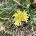 Crepis albidaফুল