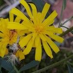 Hieracium umbellatumΛουλούδι