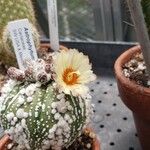 Astrophytum asterias Flor