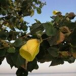 Hibiscus tiliaceus Flor