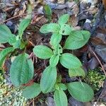 Tuberaria guttata Lapas