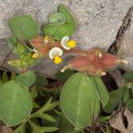 Tripodion tetraphyllum 花