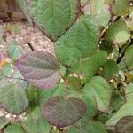 Cercidiphyllum japonicum Leaf