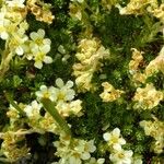 Saxifraga exarata Flower