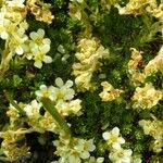 Saxifraga exarata 花