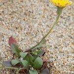 Crepis bellidifolia Natur