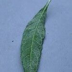 Vernonia noveboracensis Leaf