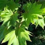 Acer shirasawanum Folha