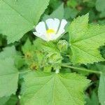 Malva verticillata Feuille