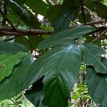 Ficus fistulosa Blatt