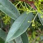 Viburnum propinquum Leaf