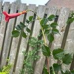 Campsis radicans Blatt