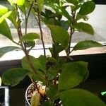 Camellia sinensis Habit