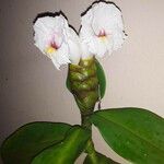 Costus guanaiensis 花