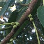 Ficus salicifolia Corteccia