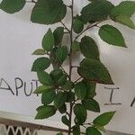 Melochia nodiflora Hoja