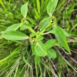 Euphorbia crotonoides Hostoa