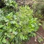 Limonium arboreum Habit