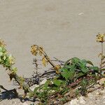 Stachys maritima Habit