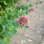 Centranthus ruberFlower