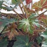 Begonia heracleifolia 叶