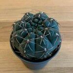 Gymnocalycium baldianum Blatt