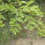 Anthriscus caucalis Fuelha