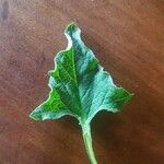 Chenopodium bonus-henricus Leaf