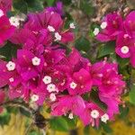 Bougainvillea × buttianaFloare