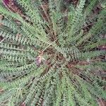 Astragalus monspessulanus Blad