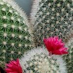 Mammillaria spinosissima Листок