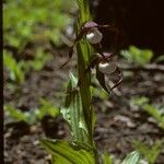 Cypripedium montanum Habitatea