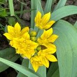 Allium moly Flower