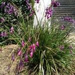 Dierama pulcherrimum Leaf