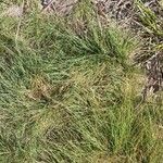 Festuca rubra برگ