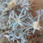 Atractylis carduus Hoja