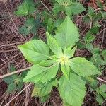 Euphorbia dentata Blad