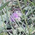 Centaurea scabiosa 花