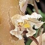 Orobanche amethystea Flower