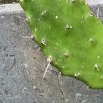 Opuntia elatior 其他