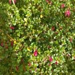 Fuchsia microphylla পাতা