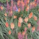 Kniphofia × praecox फूल