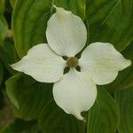 Cornus kousa 花