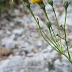 Hieracium porrifolium Flower