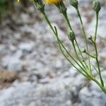 Hieracium porrifolium 花