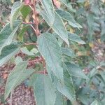 Aristotelia chilensis Fuelha