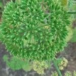 Athamanta montana Fruto