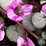 Cyclamen coum Цветок